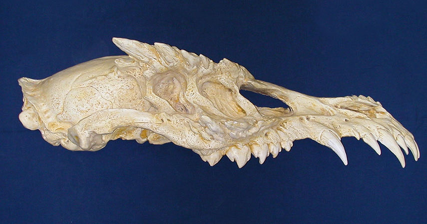 Big Dragon Skull